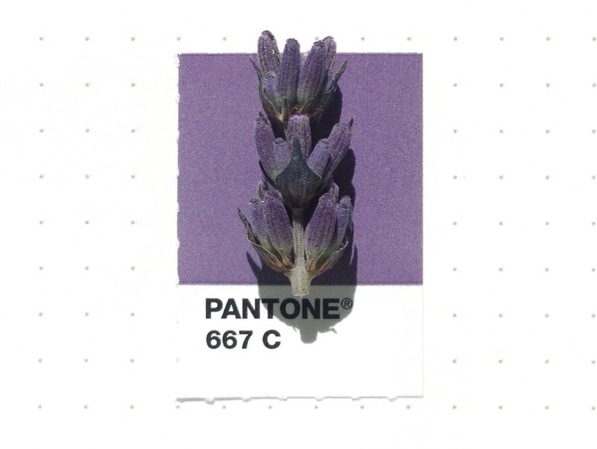 Inka Matthew Matches Everyday Objects To Pantone Colours