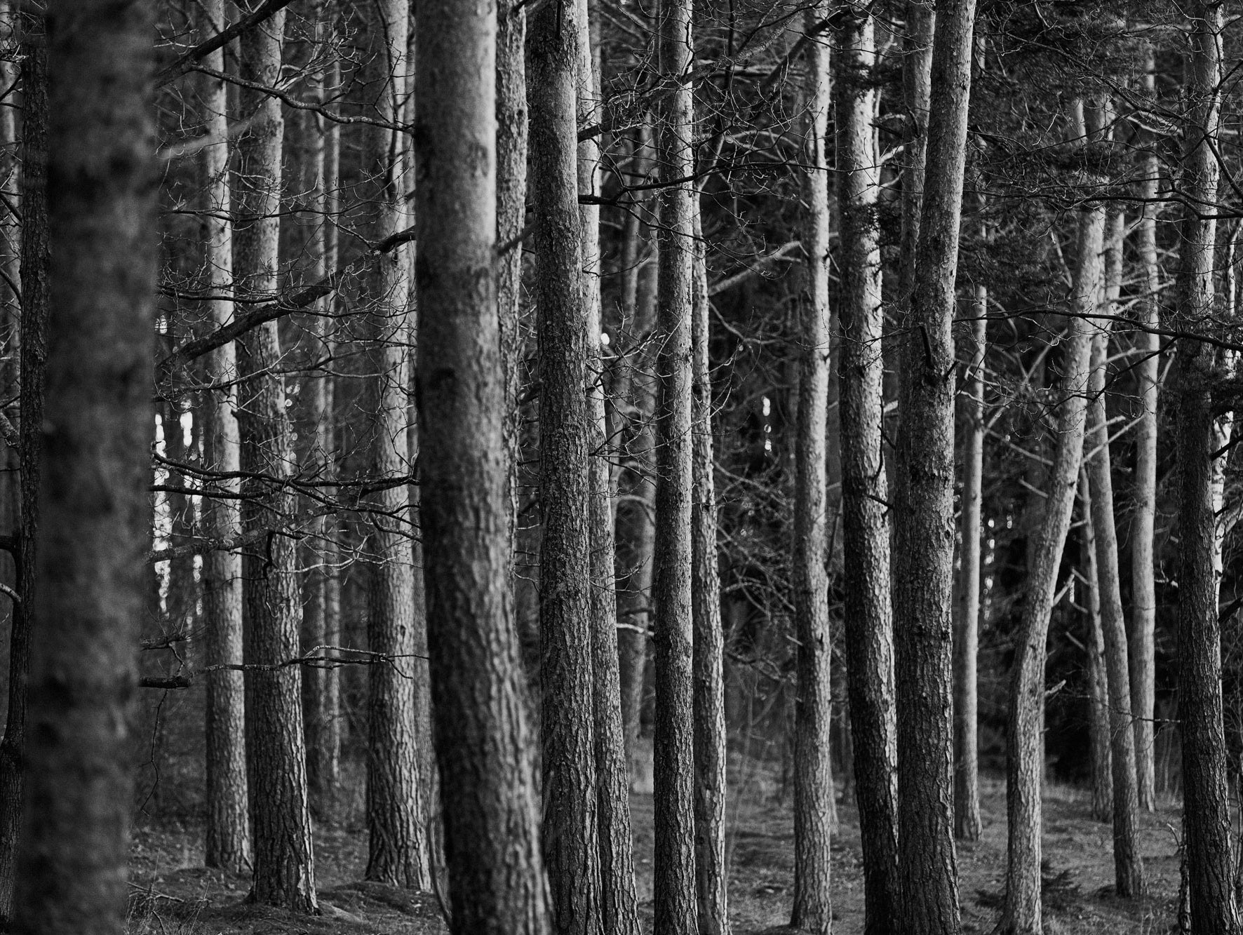 TID Watches: Scandinavian Minimalism