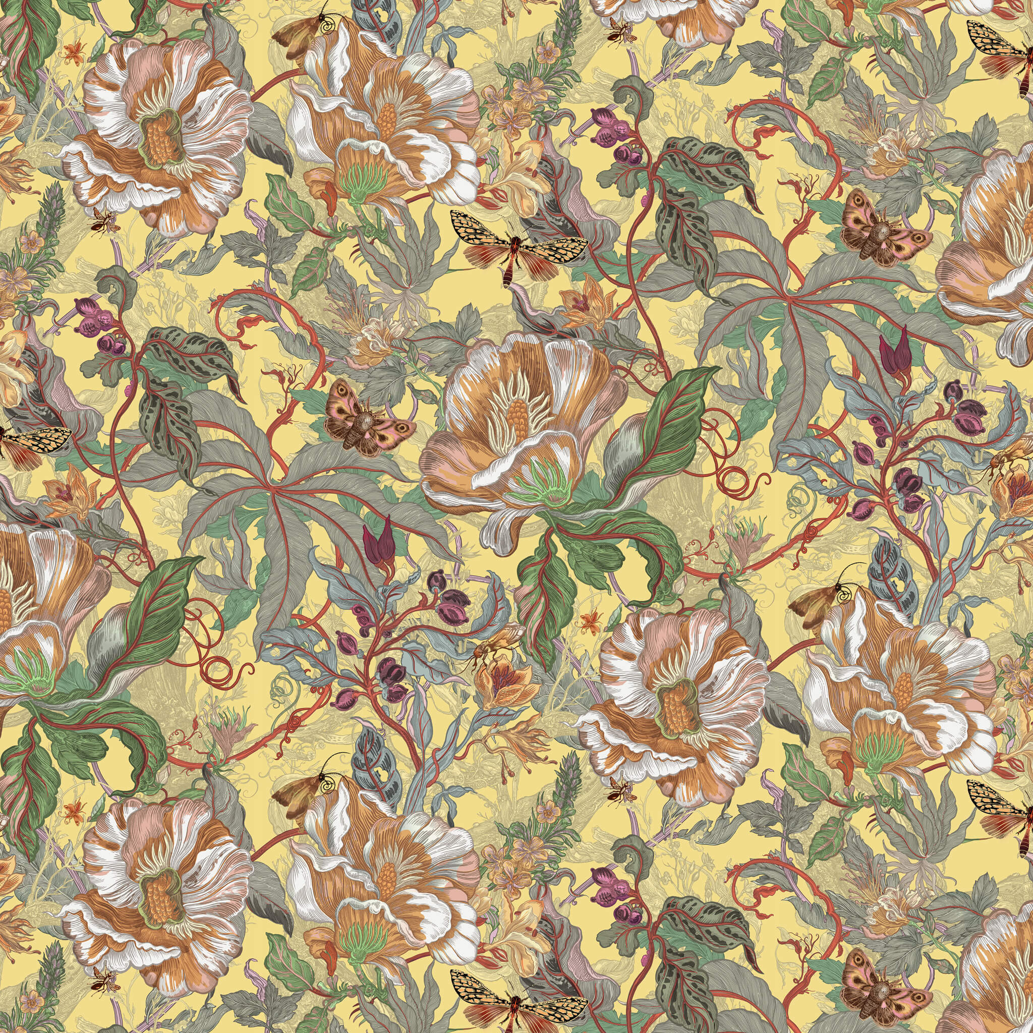 Papaver Wallpaper