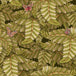 Acacia Canopy Wallpaper