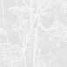 Cole & Son Cow Parsley Wallpaper 112/8027